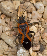 Lygaeus kalmii