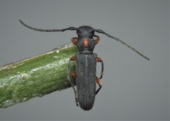 Phytoecia pustulata