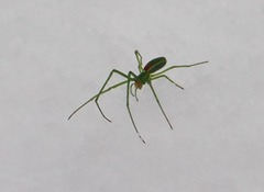 Tetragnatha viridis