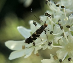 Calybites phasianipennella