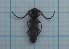Phytoecia pustulata