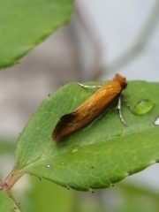 Reisserita chrysopterella