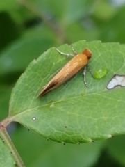 Reisserita chrysopterella