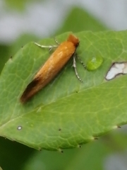 Reisserita chrysopterella