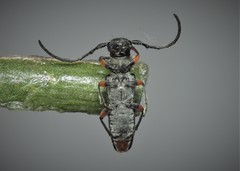 Phytoecia pustulata