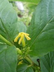 Mandevilla foliosa