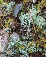 Cladonia asahinae