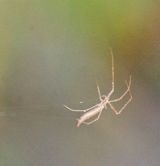 Tetragnatha caudata