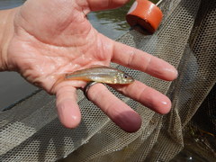 Percopsis omiscomaycus