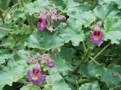 Proboscidea louisianica fragrans