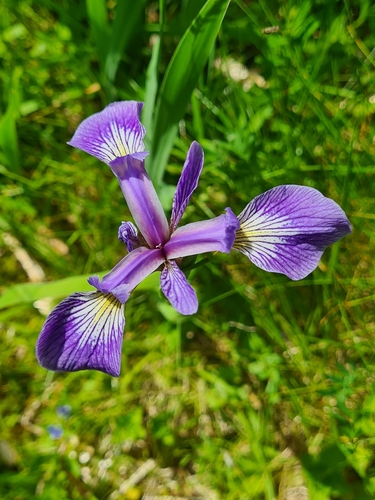 Iris versicolor