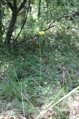 Hieracium glaucinum jaubertianum