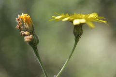 Hieracium glaucinum jaubertianum