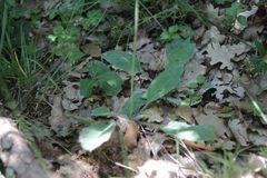 Hieracium glaucinum jaubertianum