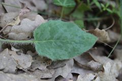 Hieracium glaucinum jaubertianum