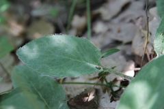 Hieracium glaucinum jaubertianum
