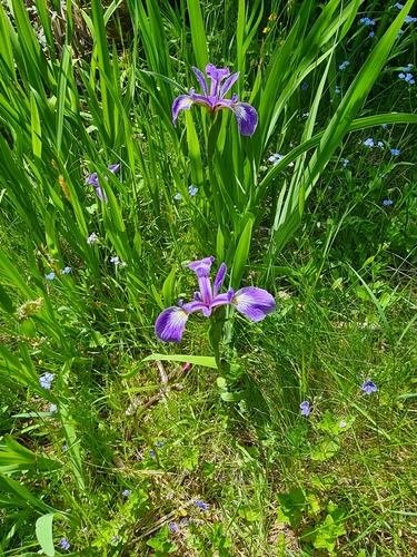 Iris versicolor