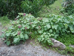 Proboscidea louisianica fragrans