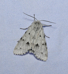Acronicta vulpina