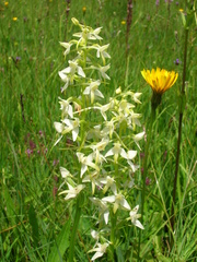 Platanthera bifolia
