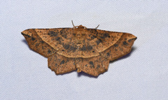 Euchlaena tigrinaria