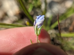 Giliastrum rigidulum