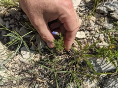 Giliastrum rigidulum