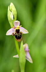 Ophrys oestrifera