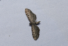 Eupithecia ravocostaliata