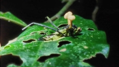 Ophiocordyceps dipterigena