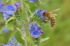 Apis mellifera