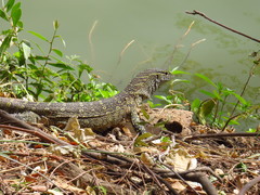 Varanus niloticus