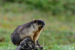 Marmota camtschatica