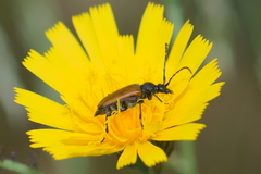 Paracorymbia maculicornis