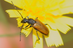 Paracorymbia maculicornis