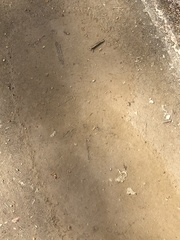 Tetrao urogallus