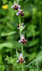 Ophrys oestrifera