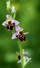 Ophrys oestrifera
