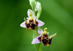 Ophrys oestrifera