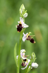 Ophrys oestrifera