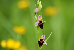 Ophrys oestrifera