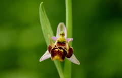 Ophrys oestrifera