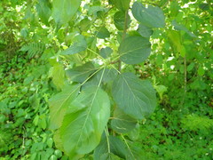 Phyllocoptes malinus