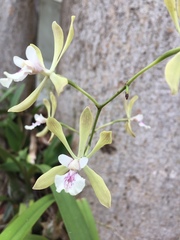Encyclia guatemalensis