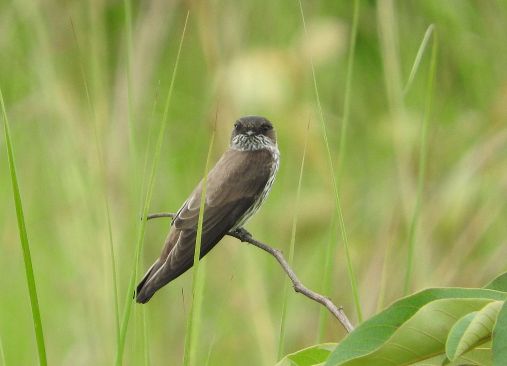 Brazza's Martin photo