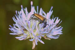 Paracorymbia maculicornis