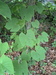 Vitis palmata
