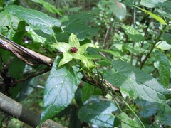 Gonolobus uniflorus