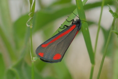 Tyria jacobaeae
