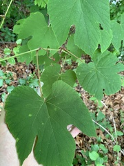 Vitis palmata